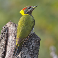 Lesser Yellownape